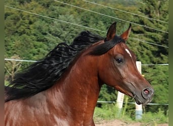 Koń czystej krwi arabskiej, Wałach, 3 lat, 155 cm, Ciemnogniada
