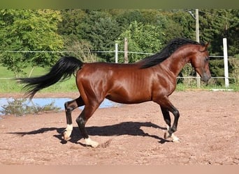 Koń czystej krwi arabskiej, Wałach, 3 lat, 155 cm, Ciemnogniada