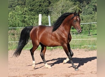 Koń czystej krwi arabskiej, Wałach, 3 lat, 155 cm, Ciemnogniada