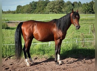 Koń czystej krwi arabskiej, Wałach, 3 lat, 155 cm, Ciemnogniada