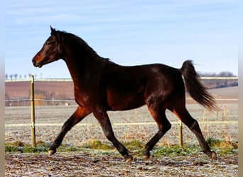 Koń czystej krwi arabskiej, Wałach, 3 lat, 155 cm, Skarogniada