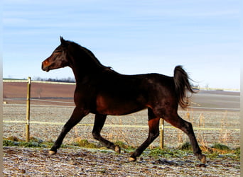 Koń czystej krwi arabskiej, Wałach, 3 lat, 155 cm, Skarogniada