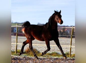 Koń czystej krwi arabskiej, Wałach, 3 lat, 155 cm, Skarogniada