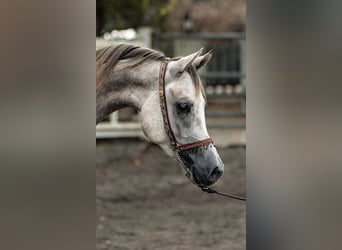 Koń czystej krwi arabskiej, Wałach, 3 lat, 156 cm, Siwa