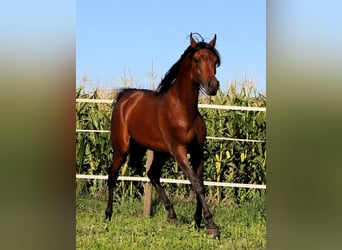 Koń czystej krwi arabskiej, Wałach, 3 lat, 157 cm, Ciemnogniada