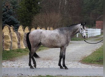 Koń czystej krwi arabskiej, Wałach, 3 lat, 160 cm, Siwa