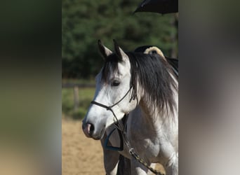 Koń czystej krwi arabskiej, Wałach, 3 lat, 160 cm, Siwa