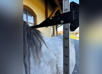 Koń czystej krwi arabskiej, Wałach, 3 lat, 160 cm, Siwa