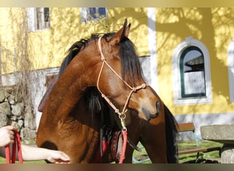 Koń czystej krwi arabskiej, Wałach, 3 lat, Gniada