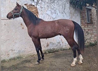 Koń czystej krwi arabskiej, Wałach, 4 lat, 145 cm, Gniada