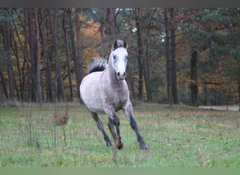 Koń czystej krwi arabskiej, Wałach, 4 lat, 148 cm, Stalowosiwy