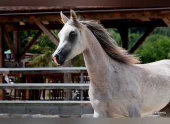 Koń czystej krwi arabskiej, Wałach, 4 lat, 150 cm