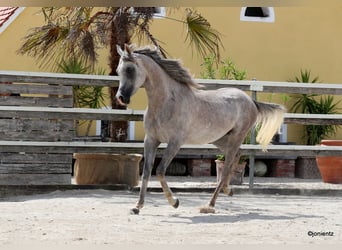 Koń czystej krwi arabskiej, Wałach, 4 lat, 150 cm
