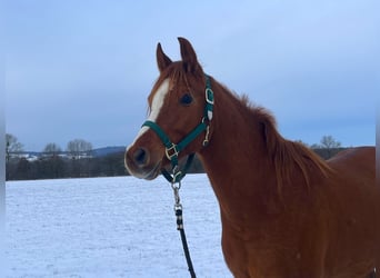 Koń czystej krwi arabskiej, Wałach, 4 lat, 151 cm, Kasztanowata