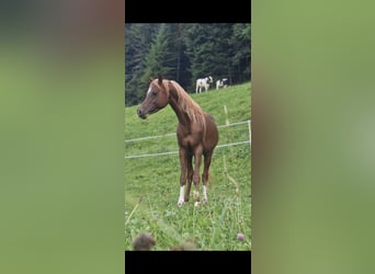 Koń czystej krwi arabskiej, Wałach, 4 lat, 152 cm, Ciemnokasztanowata