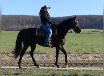 Koń czystej krwi arabskiej, Wałach, 4 lat, 152 cm, Kara
