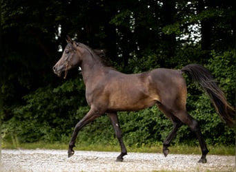 Koń czystej krwi arabskiej, Wałach, 4 lat, 152 cm, Kara