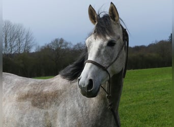 Koń czystej krwi arabskiej, Wałach, 4 lat, 152 cm, Siwa