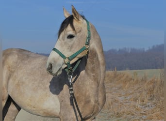 Koń czystej krwi arabskiej, Wałach, 4 lat, 152 cm, Siwa