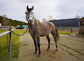 Koń czystej krwi arabskiej, Wałach, 4 lat, 153 cm, Siwa