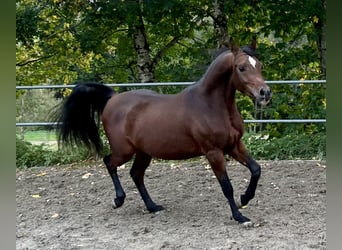 Koń czystej krwi arabskiej, Wałach, 4 lat, 154 cm, Ciemnogniada