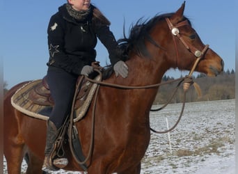 Koń czystej krwi arabskiej, Wałach, 4 lat, 154 cm, Gniada