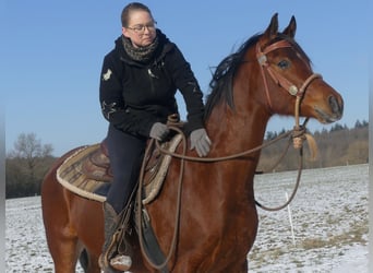 Koń czystej krwi arabskiej, Wałach, 4 lat, 154 cm, Gniada