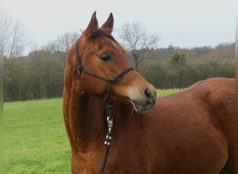 Koń czystej krwi arabskiej, Wałach, 4 lat, 154 cm, Kasztanowata