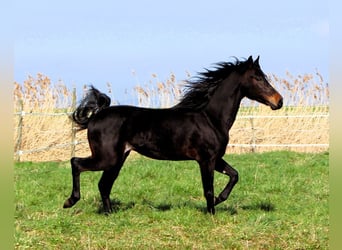 Koń czystej krwi arabskiej, Wałach, 4 lat, 155 cm, Ciemnogniada