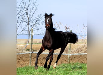 Koń czystej krwi arabskiej, Wałach, 4 lat, 155 cm, Ciemnogniada