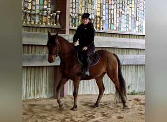 Koń czystej krwi arabskiej, Wałach, 4 lat, 155 cm, Gniada