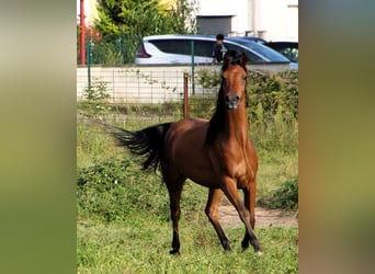 Koń czystej krwi arabskiej, Wałach, 4 lat, 155 cm, Gniada