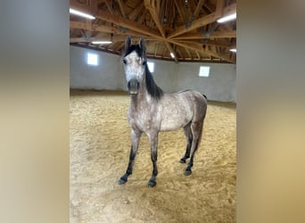 Koń czystej krwi arabskiej, Wałach, 4 lat, 156 cm, Siwa jabłkowita