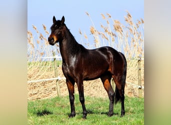 Koń czystej krwi arabskiej, Wałach, 4 lat, 157 cm, Ciemnogniada