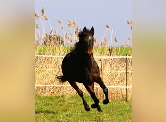 Koń czystej krwi arabskiej, Wałach, 4 lat, 157 cm, Ciemnogniada