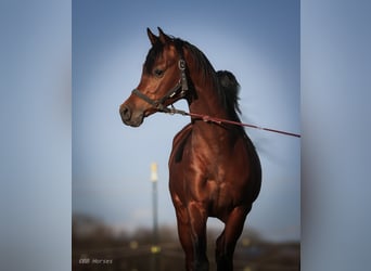 Koń czystej krwi arabskiej, Wałach, 4 lat, 158 cm, Gniada