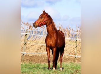 Koń czystej krwi arabskiej, Wałach, 4 lat, 158 cm, Kasztanowata
