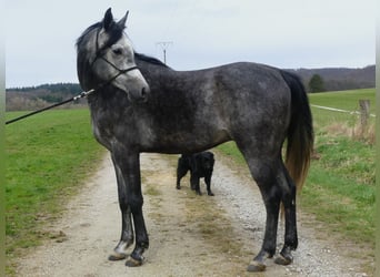 Koń czystej krwi arabskiej, Wałach, 4 lat, 159 cm, Siwa