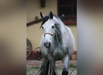 Koń czystej krwi arabskiej, Wałach, 4 lat, 160 cm, Siwa