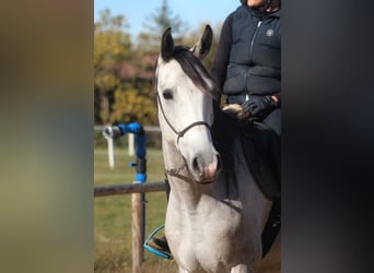 Koń czystej krwi arabskiej, Wałach, 4 lat, 160 cm, Siwa