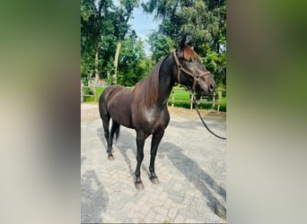 Koń czystej krwi arabskiej, Wałach, 4 lat, 162 cm, Skarogniada