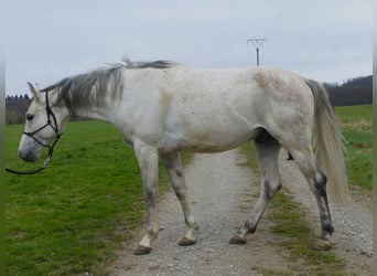 Koń czystej krwi arabskiej, Wałach, 5 lat, 154 cm, Siwa