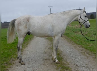 Koń czystej krwi arabskiej, Wałach, 5 lat, 154 cm, Siwa