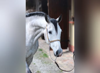 Koń czystej krwi arabskiej, Wałach, 5 lat, 159 cm, Siwa