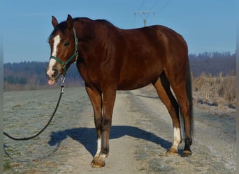 Koń czystej krwi arabskiej, Wałach, 5 lat, 160 cm, Gniada