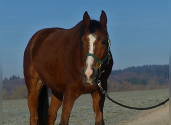 Koń czystej krwi arabskiej, Wałach, 5 lat, 160 cm, Gniada