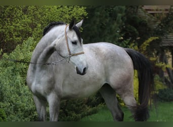 Koń czystej krwi arabskiej, Wałach, 5 lat, 160 cm, Siwa