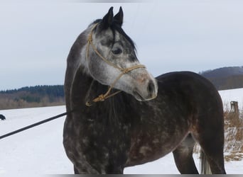 Koń czystej krwi arabskiej, Wałach, 6 lat, 148 cm, Siwa