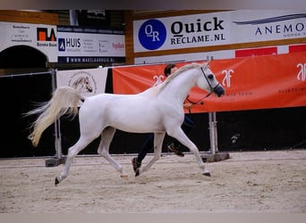Koń czystej krwi arabskiej, Wałach, 6 lat, 153 cm, Siwa