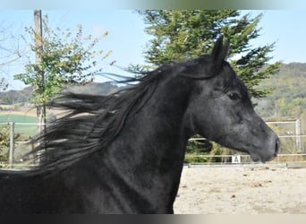 Koń czystej krwi arabskiej, Wałach, 6 lat, 154 cm, Kara